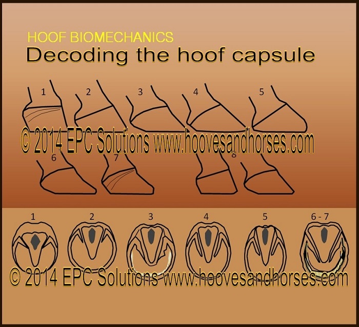 8 hoof types diagram